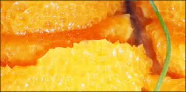 Juicy Peeled Tangerines