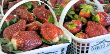Fresh Picked Strawberries